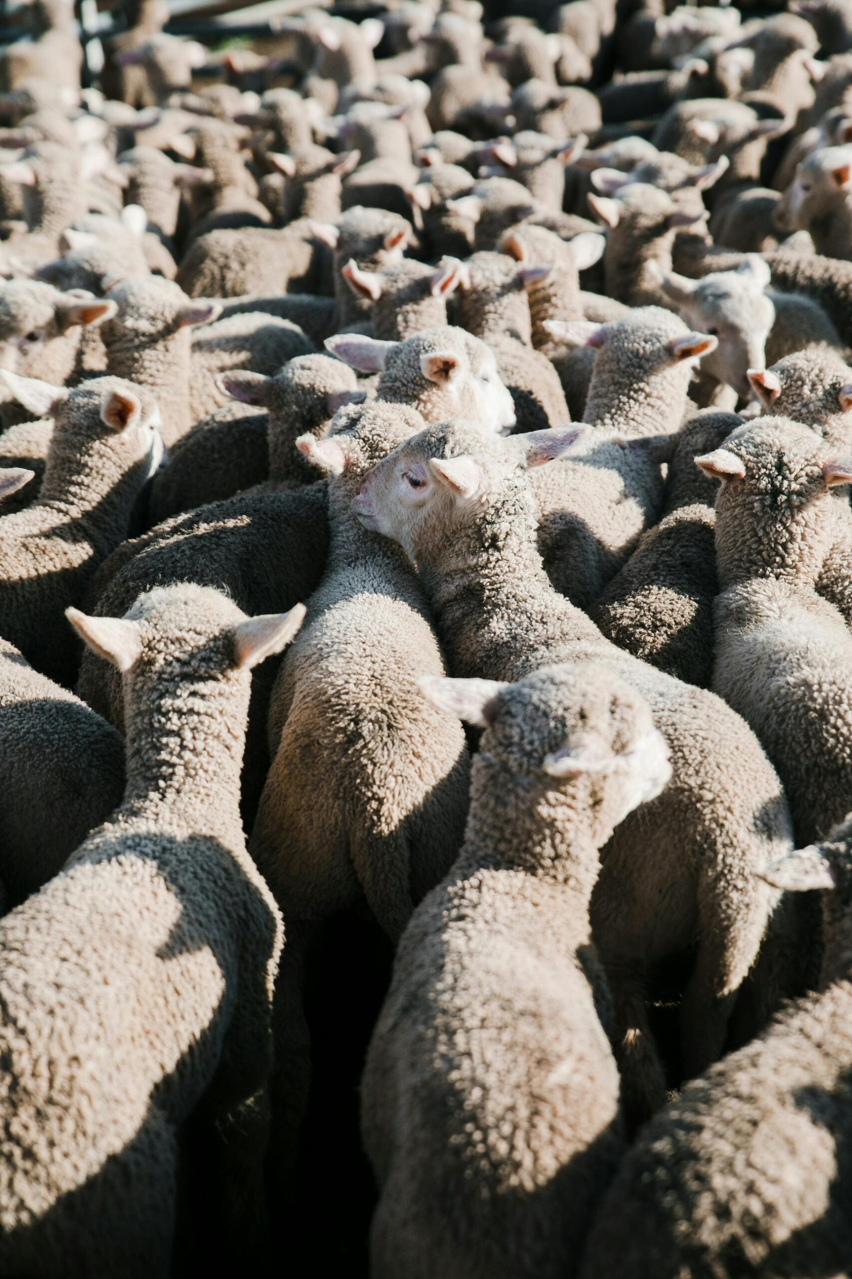 A visualisation of herd behavior: a flock of sheep